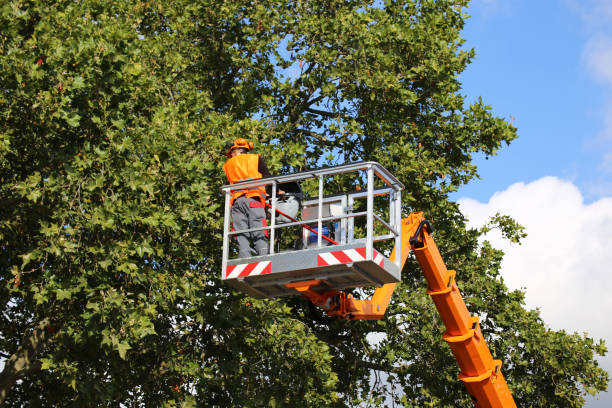 How Our Tree Care Process Works  in  Springtown, TX